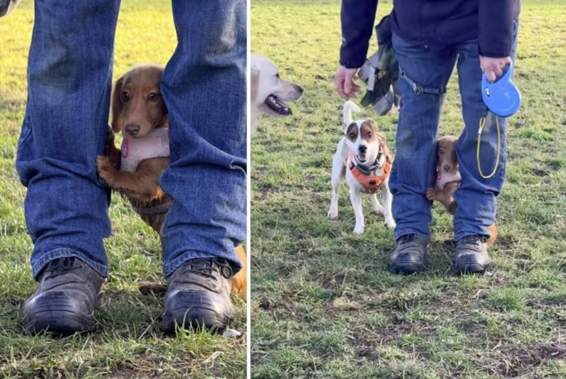 Dackelwelpe besucht zum ersten Mal den Hundepark - ihre Reaktion lässt Herzen schmelzen!